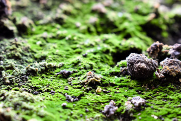 Soil with moss closeup that looks like mountain pasture