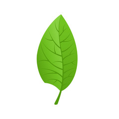 Green Leaf Isolated on White Background, Vector Illustration