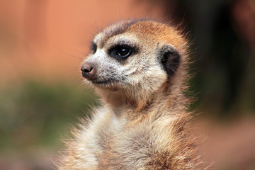 Meerkat