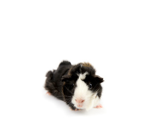 Multicolored domestic guinea pig (Cavia porcellus), also known as cavy or domestic cavy isolated on white. Abysinian style.
