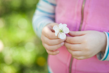 Blooming cherry tree flower in a child's hands