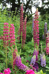 flowers in the garden