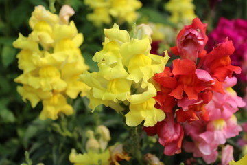 flowers in the garden