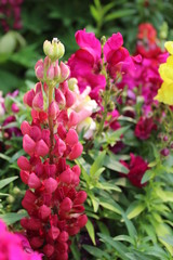 flowers in the garden