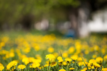 Glade of flowering dandelions