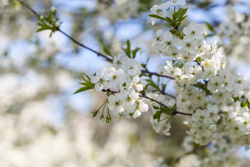 Branch of a blossoming cherry tree