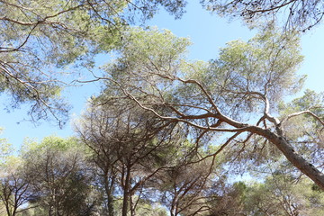 Tarragona