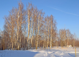birch grove in a winter frosty day in winter