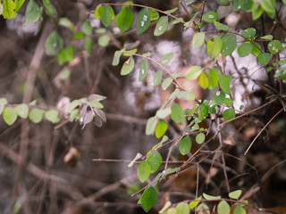 colorful branches in winter forest