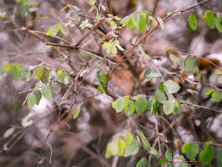 colorful branches in winter forest