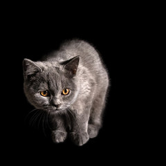 Gray cat of British breed looking in camera on black background, close-up