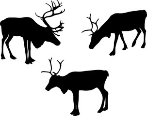 reindeer or caribou silhouettes - vector