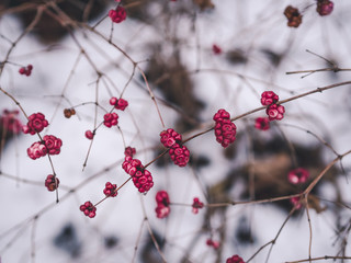 pink berries in winter forest