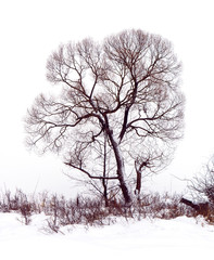 Fototapeta na wymiar Photo of winter tree with field covered by snow isolated on white background