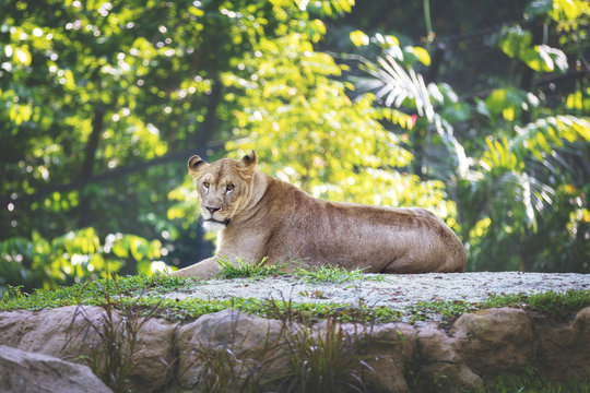 Wild animal in nature