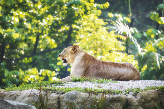Wild animal in nature