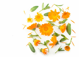 fresh marigold flowers on a white background