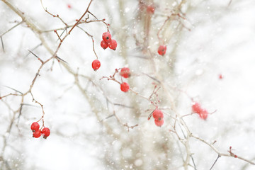 Winter landscape of country fields and roads