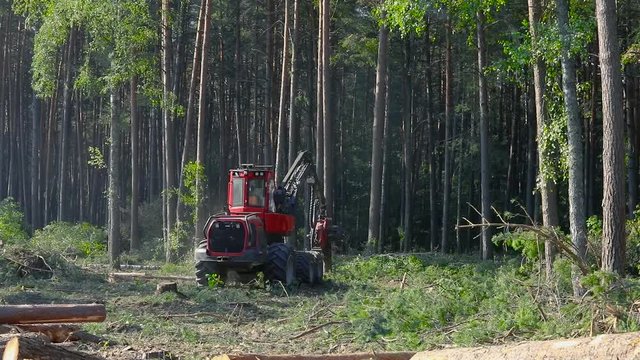 A cut-to-length (CTL) forest harvester. Pine Forest Harvesting Machine. Logging Equipment. The forestry industry. The harvester lumberjack working in a forest. Forest Wheeled Harvesters.