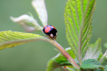 Lady beetles on plant leaves