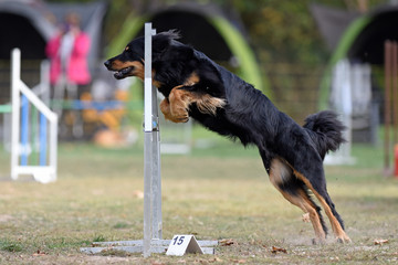 Agility Hundesport Sprung über Hürde © Sonja