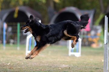 Agility Hundesport Sprung über Hürde