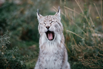Fototapeta premium Wild Lynx