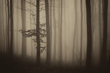 mysterious dark forest, forest tree in fog fantasy background