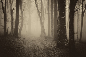 dark mysterious forest path, misty fantasy landscape