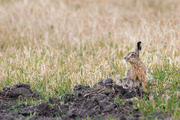 Naklejka na ściany i meble A european hare (Lepus europaeus) sitting in a field