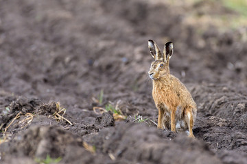 Portrait of a hare (Lepus europaeus) sitting in a field