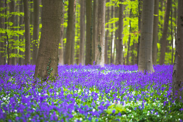 Hallerbos forest during springtime with bluebells flowers and green trees. Halle, Bruxelles, Belgium.