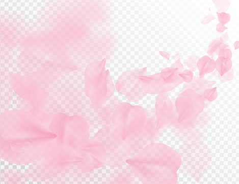 Sakura petal flying vector background. Pink flower petals wave illustration isolated on transparent white. 3D romantic valentines day spring tender light backdrop. Overlay tenderness romance design.