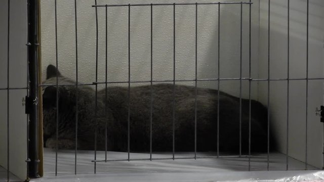 Grey British Shorthair Cat Sleeping In Cage 4K