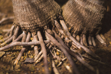 roots of a palm tree rooting into the soil in a brownish photo 