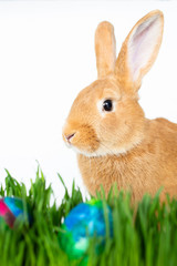 Easter bunny in green grass with painted eggs on white background.