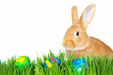 Easter bunny in green grass with painted eggs on white background.