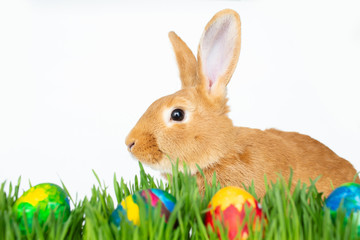 Easter bunny in green grass with painted eggs on white background.