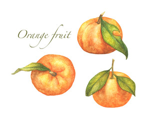Set of oranges fruit isolated on white background. watercolor illustration.