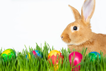Easter bunny in green grass with painted eggs on white background.