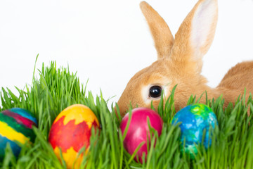 Easter bunny in green grass with painted eggs on white background.