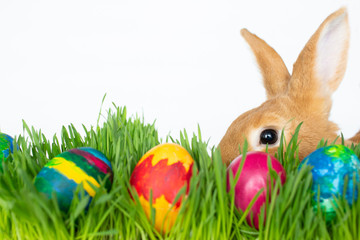 Easter bunny in green grass with painted eggs on white background.