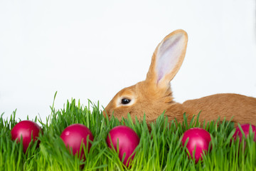 Easter bunny in green grass with painted eggs on white background.