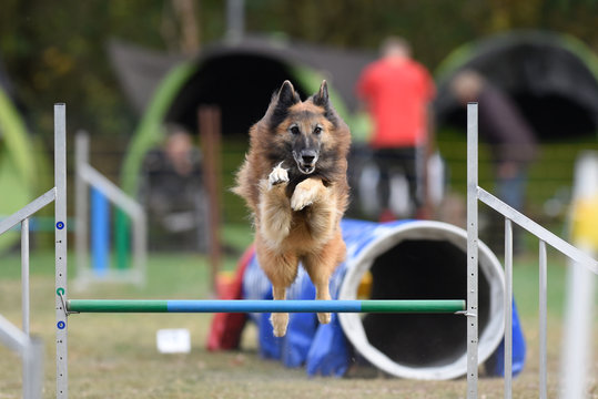 Agility Hundesport Sprung über Hürde 
