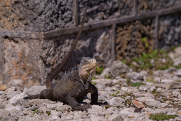 Iguane des petites Antilles (iguana delicatissima)