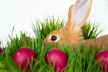 Easter bunny in green grass with painted eggs on white background.