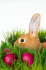 Easter bunny in green grass with painted eggs on white background.