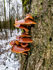 Fototapeta premium Closeup of fresh Oyster Mushroom growing on a tree - Pleurotus ostreatus
