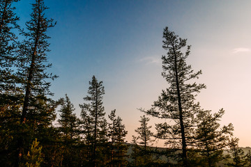 high pines on the mountain against the blue sky