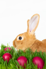 Easter bunny in green grass with painted eggs on white background.